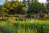 THE FLOWER GARDEN AT STOKESAY COURT, SHROPSHIRE: THE WALLED GARDEN, PINK FLOWERS OF FOXGLOVES, DIGITALIS SUTTONS APRICOT, PAMS CHOICE, WALLS, CUTTING GARDEN