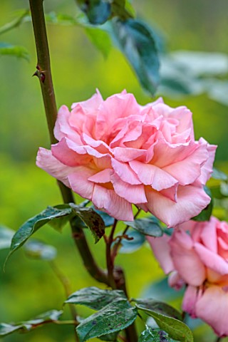 THE_FLOWER_GARDEN_AT_STOKESAY_COURT_SHROPSHIRE_CLOSE_UP_PLANT_PORTRAIT_OF_PINK_FLOWERS_OF_ROSE_ROSA_
