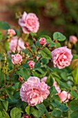 THE FLOWER GARDEN AT STOKESAY COURT, SHROPSHIRE: CLOSE UP PLANT PORTRAIT OF PINK FLOWERS OF ROSE, ROSA FRITZ NOBIS, DECIDUOUS