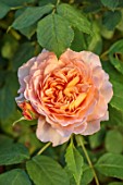 THE FLOWER GARDEN AT STOKESAY COURT, SHROPSHIRE: CLOSE UP PLANT PORTRAIT OF ORANGE FLOWERS OF ROSE, ROSA GRACE, DECIDUOUS, SHRUBS