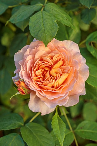 THE_FLOWER_GARDEN_AT_STOKESAY_COURT_SHROPSHIRE_CLOSE_UP_PLANT_PORTRAIT_OF_ORANGE_FLOWERS_OF_ROSE_ROS