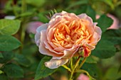 THE FLOWER GARDEN AT STOKESAY COURT, SHROPSHIRE: CLOSE UP PLANT PORTRAIT OF ORANGE FLOWERS OF ROSE, ROSA GRACE, DECIDUOUS, SHRUBS
