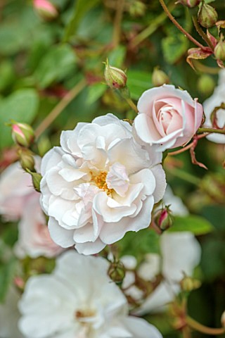 THE_FLOWER_GARDEN_AT_STOKESAY_COURT_SHROPSHIRE_CLOSE_UP_PLANT_PORTRAIT_OF_WHITE_PINK_FLOWERS_OF_ROSE