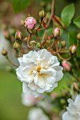 THE FLOWER GARDEN AT STOKESAY COURT, SHROPSHIRE: CLOSE UP PLANT PORTRAIT OF WHITE, PINK FLOWERS OF ROSE, DECIDUOUS, SHRUBS