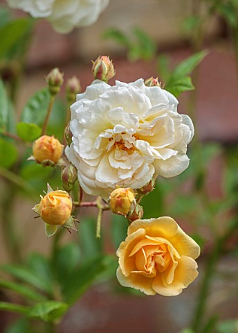 THE_FLOWER_GARDEN_AT_STOKESAY_COURT_SHROPSHIRE_CLOSE_UP_PLANT_PORTRAIT_OF_WHITE_YELLOW_FLOWERS_OF_RO