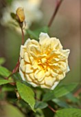 THE FLOWER GARDEN AT STOKESAY COURT, SHROPSHIRE: CLOSE UP PLANT PORTRAIT OF PALE YELLOW FLOWERS OF ROSE, DECIDUOUS, SHRUBS