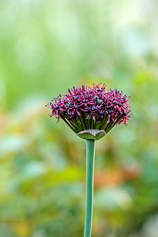 THE_FLOWER_GARDEN_AT_STOKESAY_COURT_SHROPSHIRE_CLOSE_UP_PLANT_PORTRAIT_OF_PURPLE_FLOWER_OF_ALLIUM_AT