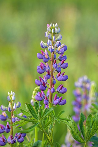 THE_FLOWER_GARDEN_AT_STOKESAY_COURT_SHROPSHIRE_CLOSE_UP_PLANT_PORTRAIT_OF_BLUE_FLOWERS_OF_LUPIN_TUTT
