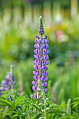 THE FLOWER GARDEN AT STOKESAY COURT, SHROPSHIRE: CLOSE UP PLANT PORTRAIT OF BLUE FLOWERS OF LUPIN TUTTI FRUTTI