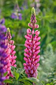 THE FLOWER GARDEN AT STOKESAY COURT, SHROPSHIRE: CLOSE UP PLANT PORTRAIT OF PINK FLOWERS OF LUPIN TUTTI FRUTTI