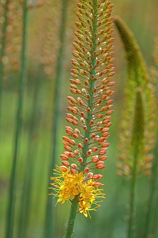 THE_FLOWER_GARDEN_AT_STOKESAY_COURT_SHROPSHIRE_YELLOW_FLOWERS_OF_EREMURUS_CLEOPATRA_FOXTAIL_LILY_PER