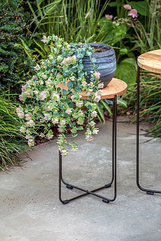 DESIGNER_MATT_KEIGHTLEY_GARDEN_LONDON_PLANT_STAND_TABLE_CONTAINER_WITH_TRAILING_PLANT__ORNAMENTAL_OR