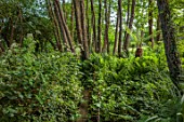 LITTLE ASH BUNGALOW, DEVON: GREEN WOODLAND, TREES, SHADE, SHADY, DICKSONIA ANTARCTICA, TREE FERN