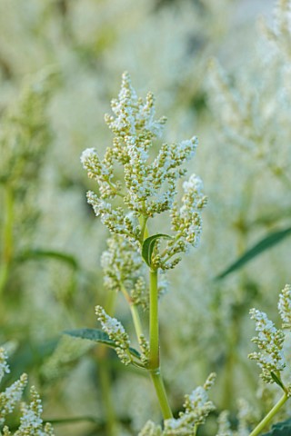 LITTLE_ASH_BUNGALOW_DEVON_WHITE_FLOWERS_OF_PERSICARIA_POLYMORPHA_KNOTWEED_PERENNIALS