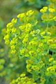 LITTLE ASH BUNGALOW, DEVON: GREEN FLOWERS OF EUPHORBIA STRICTA, ANNUALS