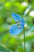 LITTLE ASH BUNGALOW, DEVON: BLUE FLOWERS OF BLUE HIMALAYAN POPPY, PAPAVER BETONICIFOLIA, TIBETAN POPPY