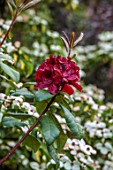LITTLE ASH BUNGALOW, DEVON: RED FLOWERS OF RHODODENDRON MOSERS MAROON, SHRUBS