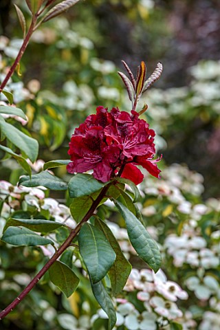 LITTLE_ASH_BUNGALOW_DEVON_RED_FLOWERS_OF_RHODODENDRON_MOSERS_MAROON_SHRUBS