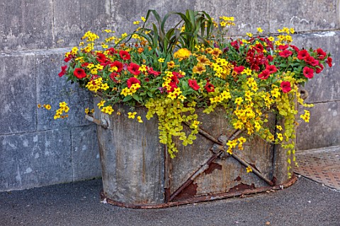 ENCOMBE_HOUSE_DORSET_METAL_CONTAINER_TUB_IN_COURTYARD_YELLOW_RED_FLOWERS_OF_TENDER_BEDDING_BIDENS_EL