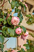 ASHBROOK HOUSE, NORTHAMPTONSHIRE: FRONT GARDEN, FRONT DOOR, PINK FLOWERS OF DAVID AUSTIN ROSE, ROSA THE GENEROUS GARDENER, AGM. AUSDRAWN