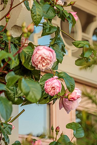 ASHBROOK_HOUSE_NORTHAMPTONSHIRE_FRONT_GARDEN_FRONT_DOOR_PINK_FLOWERS_OF_DAVID_AUSTIN_ROSE_ROSA_THE_G