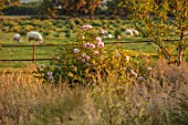 ASHBROOK HOUSE, NORTHAMPTONSHIRE: MEADOW, FIELD, PINK ROSES, ROSA WISLEY, SHEEP