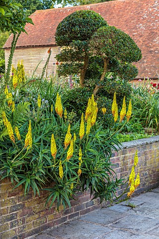 HIGHLANDS_EAST_SUSSEX_RAISED_BED_WALLS_YELLOW_ORANGE_FLOWERS_OF_ALOE_STRIATULA_GREEN_SUCCULENTS_PERE