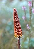 HIGHLANDS, SUSSEX: ORANGE, YELLOW FLOWERS OF KNIPHOFIA NORTHIAE, RED HOT POKER, SUMMER, PERENNIALS