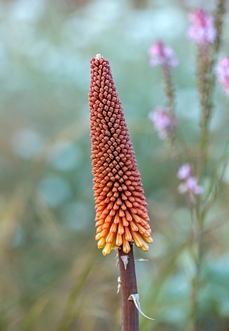 HIGHLANDS_SUSSEX_ORANGE_YELLOW_FLOWERS_OF_KNIPHOFIA_NORTHIAE_RED_HOT_POKER_SUMMER_PERENNIALS