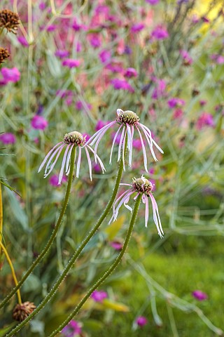 HIGHLANDS_EAST_SUSSEX_PALE_PINK_CREAM_WHITE_FLOWERS_OF_ECHINACEA_PALLIDA_HULA_DANCER_PERENNIALS_CONE