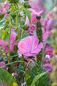 HIGHLANDS, SUSSEX: PINK FLOWERS OF LAVATERA TRIMESTRIS SILVER CUP, MALLOW, SHRUBS, BLOOMS