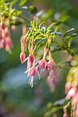 HIGHLANDS, EAST SUSSEX: PINK, CREAM FLOWERS OF FUCHSIA WHITEKNIGHTS PEARL, SHRUBS, BLOOMS, SUMMER