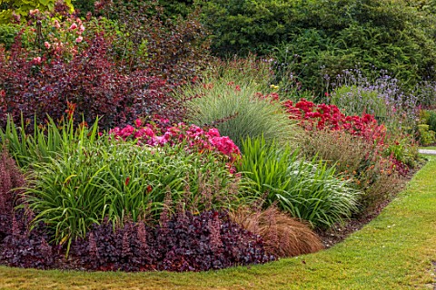 BORDE_HILL_GARDEN_WEST_SUSSEX_THE_MID_SUMMER_BORDER_MISCANTHUS_GRACILLIMUS_BERBERIS_ROSES_RED_FINESS