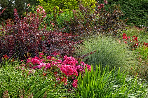BORDE_HILL_GARDEN_WEST_SUSSEX_THE_MID_SUMMER_BORDER_SEMI_DOUBLE_ROSE_WILD_THING_MISCANTHUS_SINENSIS_