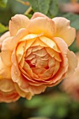 BORDE HILL GARDEN, WEST SUSSEX: ORANGE FLOWERS OF ROSE, ROSA LADY OF SHALLOT, DAVID AUSTIN ENGLISH SHRUB ROSE