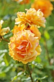 BORDE HILL GARDEN, WEST SUSSEX: ORANGE, YELLOW  FLOWERS OF ROSE, ROSA REBECCA MARY