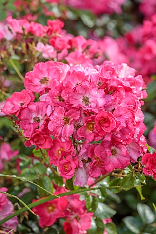 BORDE_HILL_GARDEN_WEST_SUSSEX_THE_MID_SUMMER_BORDER_PINK_FLOWERS_OF_SEMI_DOUBLE_ROSE_WILD_THING_SHRU
