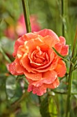 BORDE HILL GARDEN, WEST SUSSEX: ORANGE FLOWERS OF BUSH ROSE, ROSA SUPER TROUPER