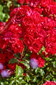 BORDE HILL GARDEN, WEST SUSSEX: RED FLOWERS OF ROSE, ROSA RED FINESSE, FLORIBUNDA, SHRUBS, JUNE