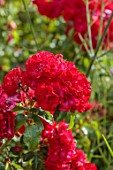 BORDE HILL GARDEN, WEST SUSSEX: RED FLOWERS OF ROSE, ROSA RED FINESSE, FLORIBUNDA, SHRUBS, JUNE