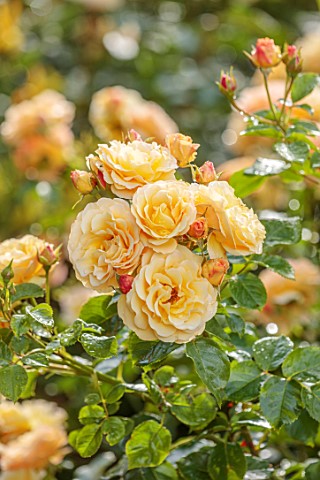 BORDE_HILL_GARDEN_WEST_SUSSEX_ORANGE_YELLOW__FLOWERS_OF_ROSE_ROSA_REBECCA_MARY