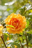 BORDE HILL GARDEN, WEST SUSSEX: ORANGE, YELLOW  FLOWERS OF ROSE, ROSA STRIKES GOLD