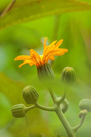 BORDE_HILL_GARDEN_WEST_SUSSEX_PORTRAIT_CLOSE_UP_OF_YELLOW_FLOWERS_OF_LIGULARIA_JAPONICA_RISING_SUN