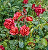 BORDE HILL GARDEN, WEST SUSSEX: RED, ORANGE FLOWERS OF ROSE, ROSA HOT CHOCOLATE