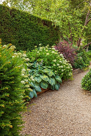 THE_SUMMERHOUSE_OXFORDSHIRE_FRONT_GARDEN_SHADE_SHADY_PATHS_HOSTAS_HYDRANGEA_ANNABELLE_HEDGES_HEDGING