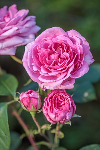 THE_SUMMERHOUSE_OXFORDSHIRE_CLOSE_UP_OF_SHRUB_ROSE_ROSA_GERTRUDE_JEKYLL_SCENTED_FRAGRANT_ROSES_PINK_