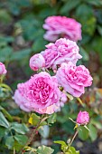 THE SUMMERHOUSE, OXFORDSHIRE: CLOSE UP OF SHRUB ROSE, ROSA GERTRUDE JEKYLL, SCENTED, FRAGRANT, ROSES, PINK, FLOWERS