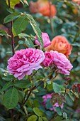 THE SUMMERHOUSE, OXFORDSHIRE: CLOSE UP OF SHRUB ROSE, ROSA GERTRUDE JEKYLL, SCENTED, FRAGRANT, ROSES, PINK, FLOWERS
