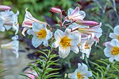 THE SUMMERHOUSE, OXFORDSHIRE: JULY, SUMMER, BULBS, WHITE, PINK, YELLOW FLOWERS, BLOOMS OF LILLIES, LILIUM REGALE, LILIES