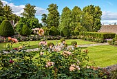 THE SUMMERHOUSE, OXFORDSHIRE: COTSWOLDS, JULY, SUMMER, FORMAL, ROSE GARDEN, LAWNS, WALLS, ROSES GERTRUDE JEKYLL, ROSA LADY OF SHALOTT